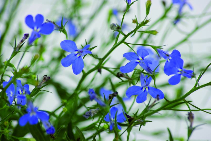 Pot Lobelia Pendula ∅10,5cm